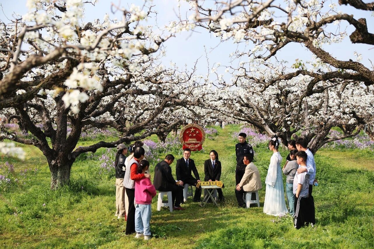 梨农纠纷梨园解